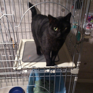 黒猫♂(去勢済)里親様募集