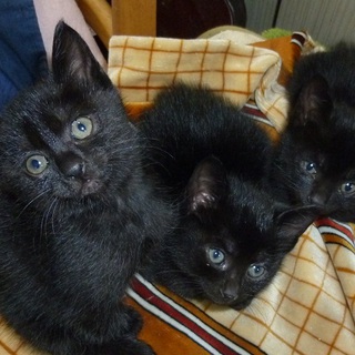 可愛い子猫、助けてください!!