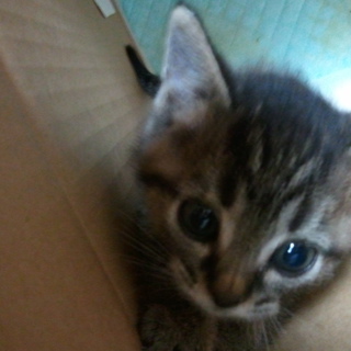 子猫(男の子)２ヶ月くらいです！