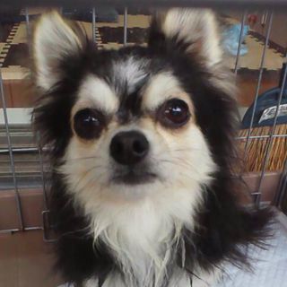 白黒チワワ里親募集！めずらしい色あいです。