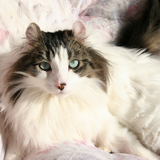 お利口でかわいい　ぺピトくん