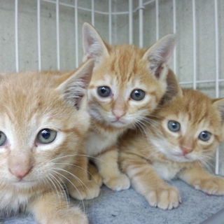 3匹の里親さん募集です