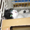物置猫 サムネイル2