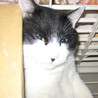 物置猫 サムネイル5