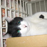 物置猫 サムネイル4