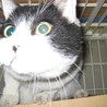 物置猫 サムネイル7