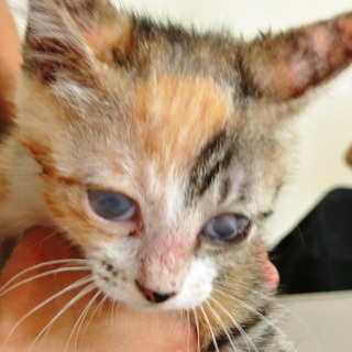 目が不自由でも元気なかなえちゃん