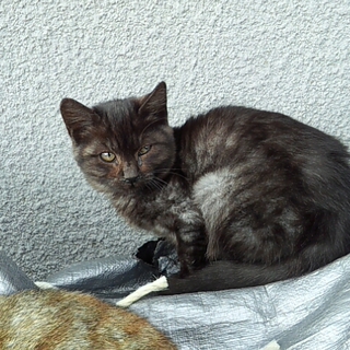 優しい里親さん探してます。