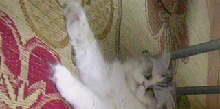 可愛がってくださる方　募集