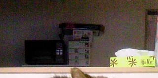 可愛がってくださる里親さん　募集します