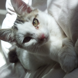 可愛がって頂ける方を探しています