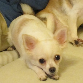 甘えん坊チワワの女の子★２歳★