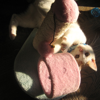 里親様が決定いたしました！ありがとうございました！