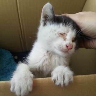 急募！子猫の里親さんを募集しています。