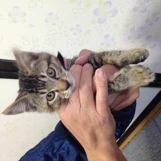 とても素敵な里親さんが見つかりました。