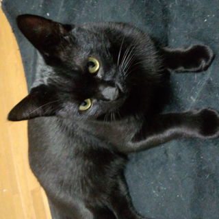 クロネコちゃんの里親様募集してます！