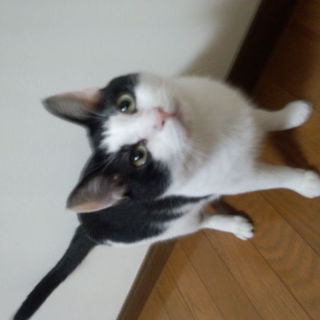 ネコちゃんの里親様募集してます！