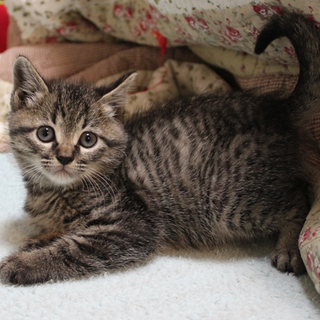 生後一カ月のオス子猫