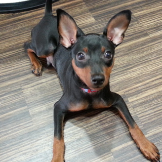 甘えたの男の子です