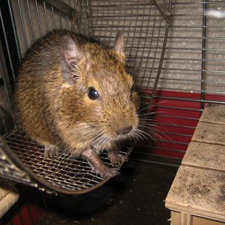 デグー♂親子の里親募集