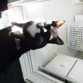 直ぐにごろごろ言います黒ちゃんです。。