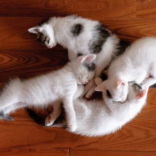 生後１カ月の子猫の里親募集