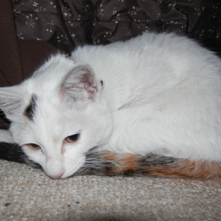 一般の方で里親様が決定しました。ありがとうございました