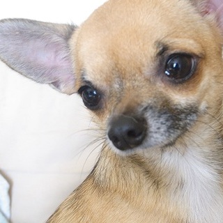 新しい家族を探しております。