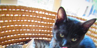 ★☆生後３ヶ月、ニコちゃんの里親様募集☆★