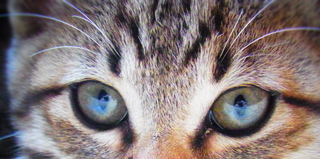 ★☆生後３ヶ月子猫の里親様募集☆★