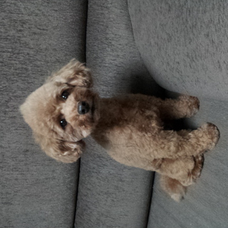 賢い子です！【一旦募集ストップさせて下さい】