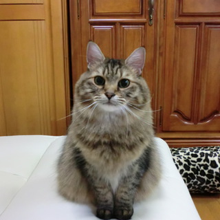 どうも　ありがとう。（里親選考中）