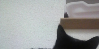 名古屋　黒猫ジオくんの里親募集