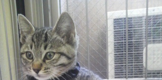 名古屋　キジトラ　シュウくんの里親募集