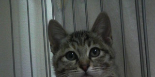 名古屋　キジトラ子猫　クレアの里親さま募集　