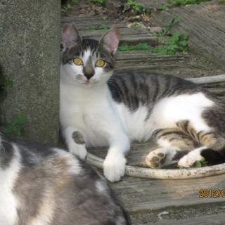 里親になってください