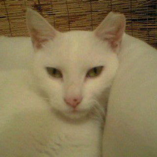 強運のシロちゃん家族募集です！