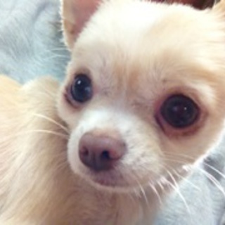 里親様決定いたしました