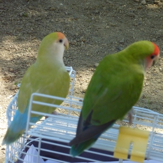 里親様見つかりました。