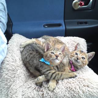 新しい家族になってください