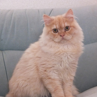 １歳ロングヘア男の子