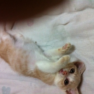 至急！美人さんなネコです＾＾