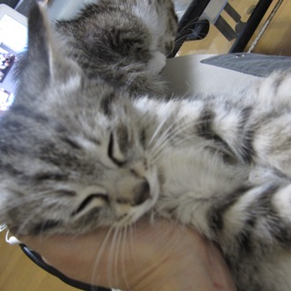 ぷくぷくの2.5ヶ月男の子