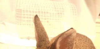 ネザーランドドワーフ♂里親募集