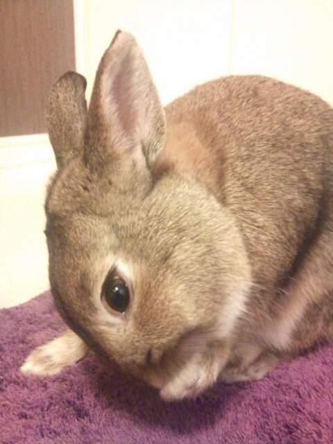 ネザーランドドワーフ♂里親募集 サムネイル3