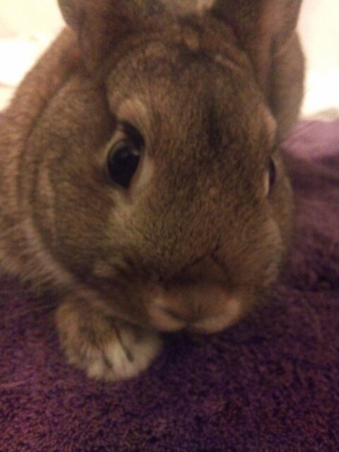 ネザーランドドワーフ♂里親募集 サムネイル2