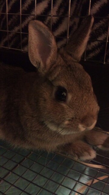 ネザーランドドワーフ♂里親募集 サムネイル6