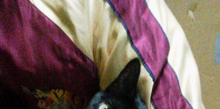 ヒマラヤン君と黒ちゃんカップル