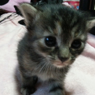 他のサイトで里親決定いたしました