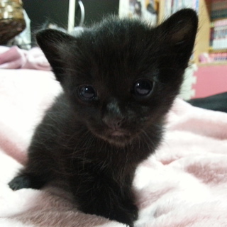 可愛がってくれる里親さん募集